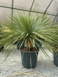 yucca-rostrata-100-120cm
