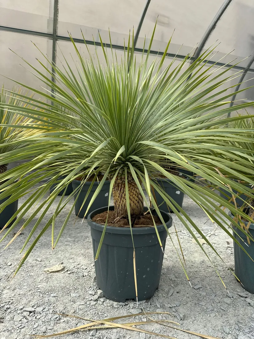 yucca-rostrata-100-120cm-rodzaj-rosliny-inny