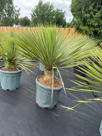 yucca-rostrata-100-120cm