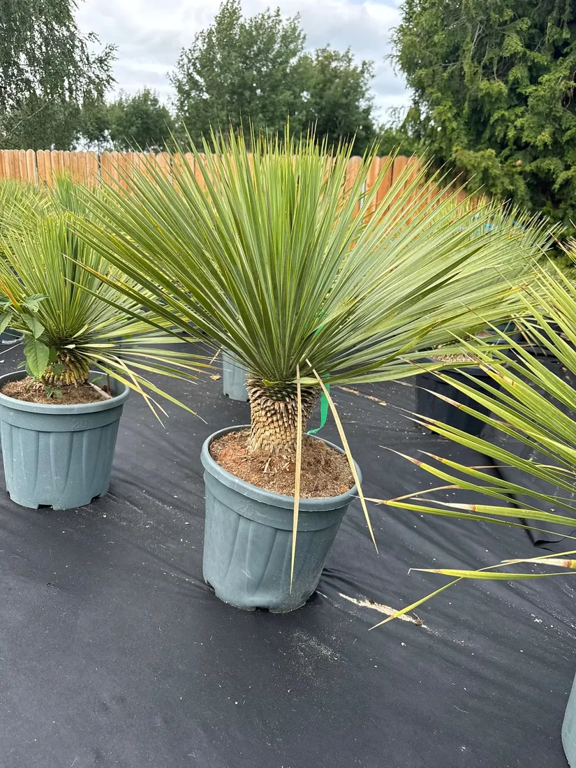 yucca-rostrata-100-120cm-rodzaj-rosliny-inny