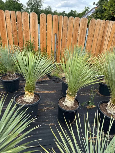 yucca-rostrata-100-120cm-styl-ogrod-skalny-ogrod-nowoczesny-ogrod-srodziemnomorski