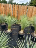 yucca-rostrata-100-120cm-styl-ogrod-skalny-ogrod-nowoczesny-ogrod-srodziemnomorski