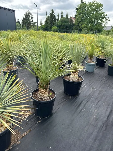 yucca-rostrata-100-120cm-cechy-charakterystyczne-proste-w-pielegnacji-lubiace-slonce-przyjazne-dla-zwierzat