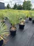 yucca-rostrata-100-120cm-cechy-charakterystyczne-proste-w-pielegnacji-lubiace-slonce-przyjazne-dla-zwierzat