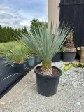 yucca-rostrata-100-120cm-producent-inna