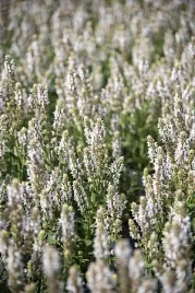 szalwia-omszona-salute-white-biala-salvia-nemorosa-bylina-miododajna
