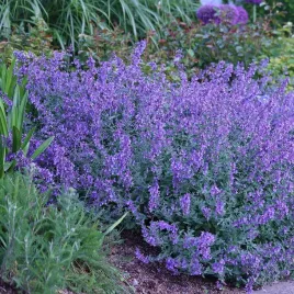 barbula-heavenly-blue-niebieska-miododajna-susza-sadzonka-p9