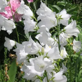 dzwonek-brzoskwiniolistny-alba-bylina-wieloletnia-wysoka-sadzonka-p9