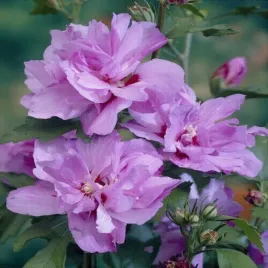 hibiskus-ardens-ketmia-syryjska-pelne-kwiaty-mrozoodporny-sadzonka-p9