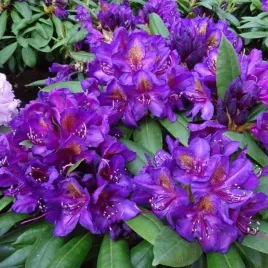 rododendron-marcel-menard-ciemnofioletowy-zimozielony-do-cienia-13-l