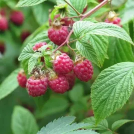 malina-czerwona-veten-duze-slodkie-owoce-plenna-odmiana-sadzonka-p9