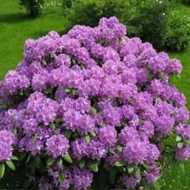 rododendron-alfred-fioletowy-zimozielony-do-cienia-sadzonka-13-l