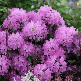 rozanecznik-roseum-elegans-mrozoodporny-krzew-ozdobny-sadzonka-13l