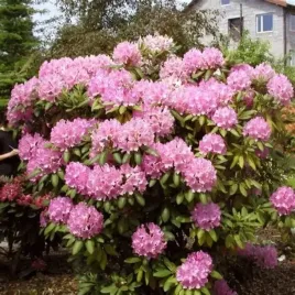 rododendron-roseum-elegans-rozowy-zimozielony-do-cienia-13-l