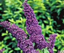 budleja-dawida-black-knight-ciemnofioletowy-motyli-krzew-sadzonka-p9