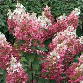 hortensja-bukietowa-magical-fire-czerwona-krzew-sadzonka-p9
