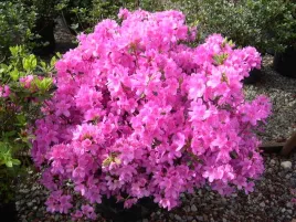 azalia-japonska-geisha-purple-purpurowa-zimozielona-sadzonka-p9