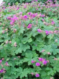 bodziszek-czakor-geranium-pachnace-odporne-na-slonce-sadzonka-p9