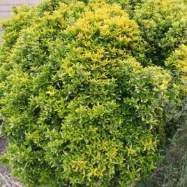 trzmielina-japonska-microphyllus-zimozielona-bylina-na-obwodki-sadzonka-p9