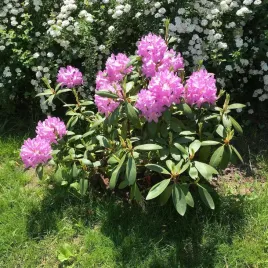 rozanecznik-roseum-elegans-rozowy-zimozielony-do-cienia-sadzonka-13-l