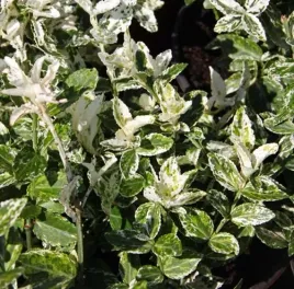 trzmielina-fortune-a-harlequin-bialo-zielone-liscie-plozaca-sadzonka-p9