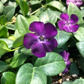 barwinek-pospolity-atropurpurea-purpurowy-zimozielony-sadzonka-p9