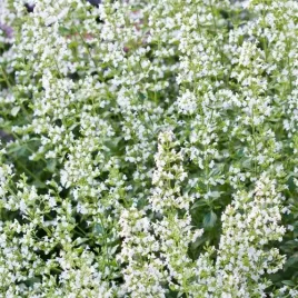 kalaminta-marvelette-white-biala-miododajna-zapach-sadzonka-p9