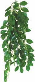 happet-roslina-ficus-terrarium-50-cm-fikus
