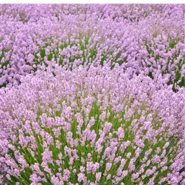 lawenda-waskolistna-lavandula-angustifolia-rosea