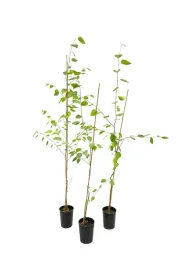 wisnia-wczesna-prunus-incisa-c2