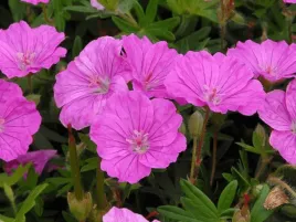 bodziszek-rozowy-geranium-ankum-s-pride-sadzonka-do-ogrodu-p9