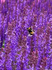 szalwia-omszona-rianne-purple-salvia-nemorosa