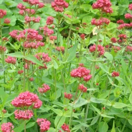 ostrogowiec-czerwony-coccineus-dlugie-kwitnienie-na-slonce-sadzonka-p9