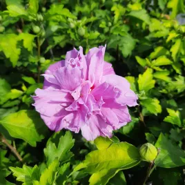 hibiskus-ardens-fioletowy-krol-ogrodu-mrozoodporny-sadzonka-p9