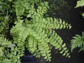 paproc-niekropien-stopowaty-adiantum-pedatum-paproc-do-ogrodu-sadzonka-p9
