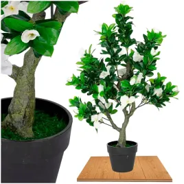 roslina-doniczkowa-jasmin-5222-75-cm