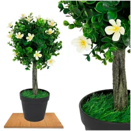 roslina-doniczkowa-drzewko-bukszpanowe-5517-40-cm