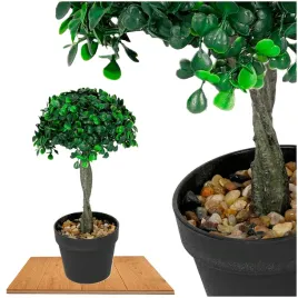 roslina-doniczkowa-drzewko-bukszpanowe-5287-28-cm