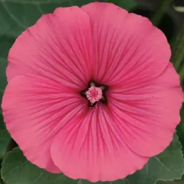 hibiskus-bagienny-bylinowy-carousel-pink-passion-sadzonka-ketmia-malinowy