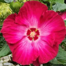 hibiskus-bagienny-bylinowy-red-jake-czerwony-sadzonki-ketmia