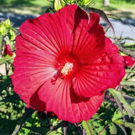 hibiskus-bagienny-bylinowy-carousel-geant-red-sadzonka-czerwony-ketmia