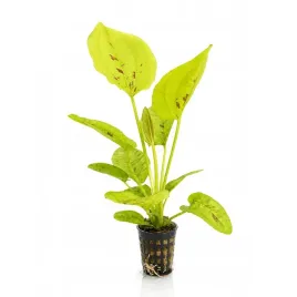 echinodorus-yellow-sun-koszyk-zolta-roslina-do-akwarium
