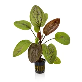 echinodorus-chocolate-marble-koszyk-roslina-do-akwarium