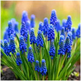 muscari-szafirek-niebieski-blue-magic-20-szt-prezent
