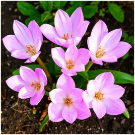 zimowit-cebulki-jesienny-colchicum-giant-duze-kwiaty-10-szt-gratis