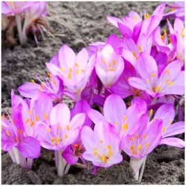 zimowit-jesienny-colchicum-giant-cebulki-5-szt-prezent