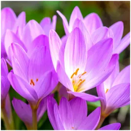zimowit-jesienny-lilac-bedder-cebulki-1-szt-prezent