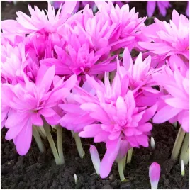 zimowit-liliowy-waterlily-rozlozysty-colchicum-cebulki-5-szt-prezent