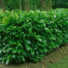 laurowisnia-rotundifolia-idealna-na-gesty-ekran-i-oslone-sadzonka-p9