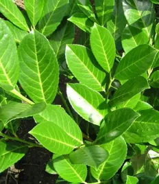 laurowisnia-wschodnia-rotundifolia-zimozielony-zywoplot-gesta-sadzonka-p9